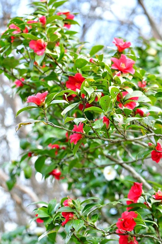 茶花/日本茶花